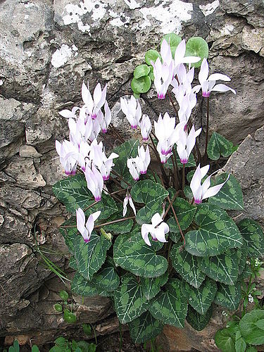 Cyclamen persicum